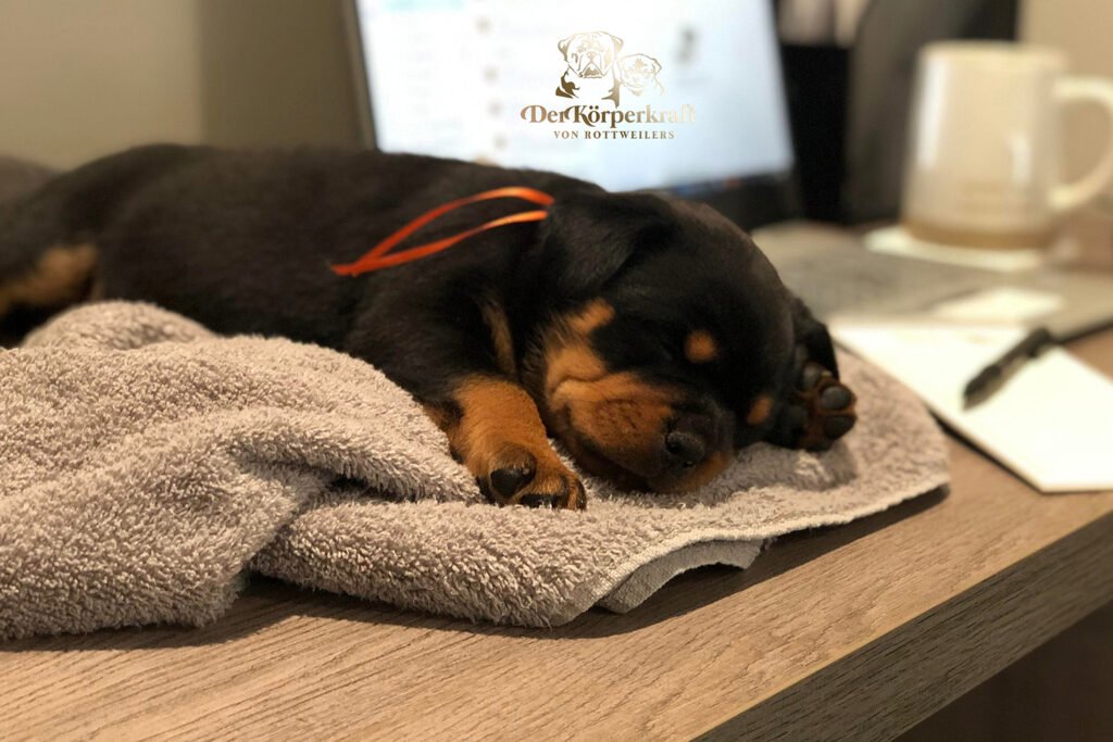 Best Rottweilers - Our many services empower our DKV Rottweiler brand.