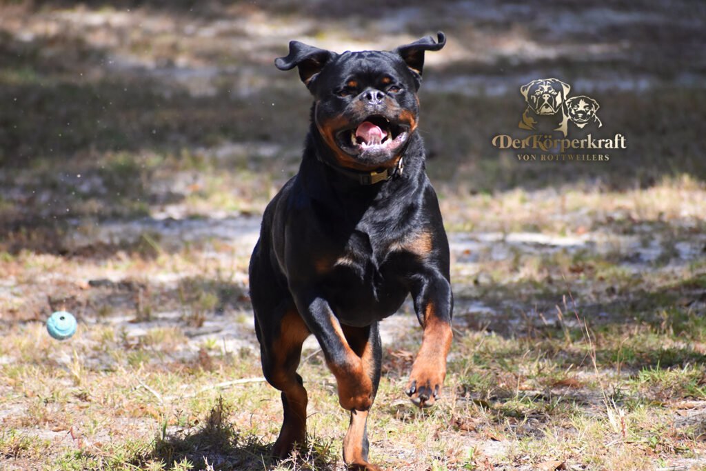 The DKV Rottweiler brand is recognized and respected worldwide for elite quality professionalism and integrity in Rottweiler breeding