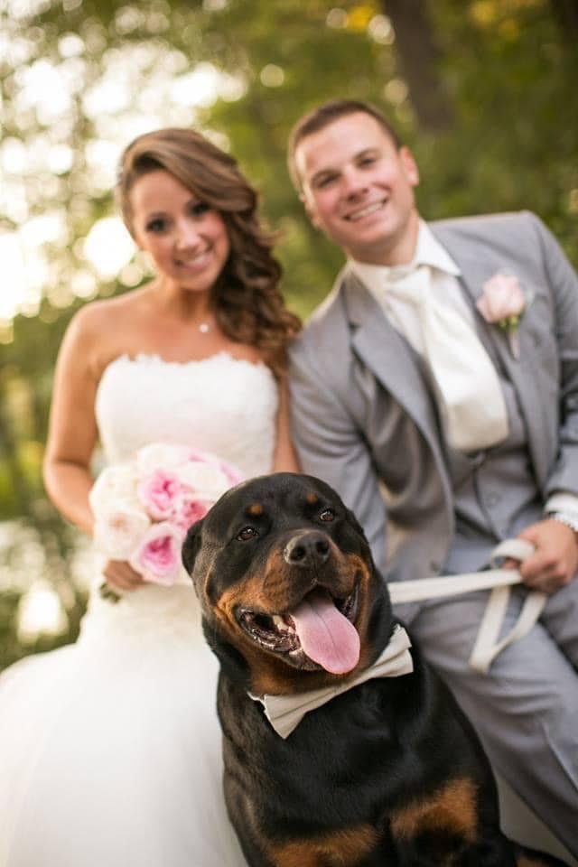 Best Rottweilers - DKV Rottweilers - German Rottweiler Puppies For Sale - DKV Rottweilers Reviews - DKV Family 49