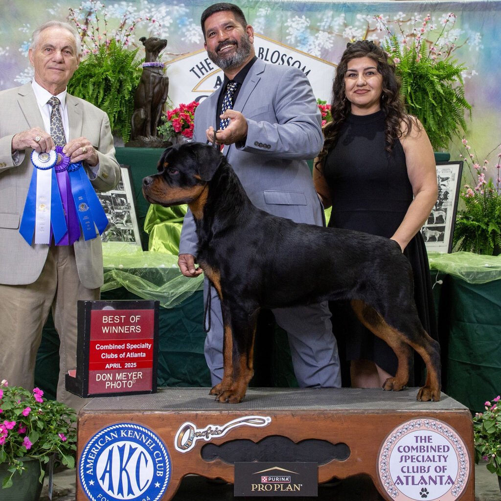 Best Rottweilers - DKV Rottweilers - German Rottweiler Puppies For Sale - Camacho Von Der Korperkraft Proven German Rottweilers Selected for Health Temperament and Conformation