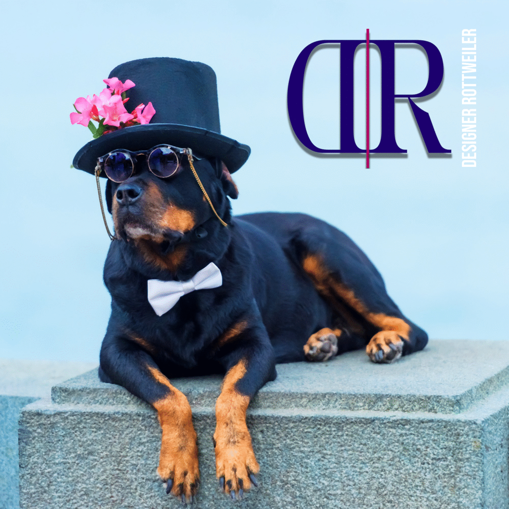 Explore the official DKV Rottweilers stores all thoughtfully designed tested and trusted by the DKV family.