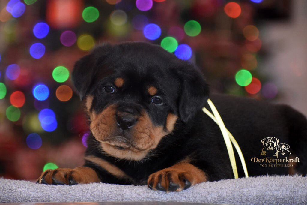 Best Rottweilers - DKV Rottweilers - German Rottweiler Puppies For Sale - DKV Rottweilers Reviews - Rottweiler Christmas 10