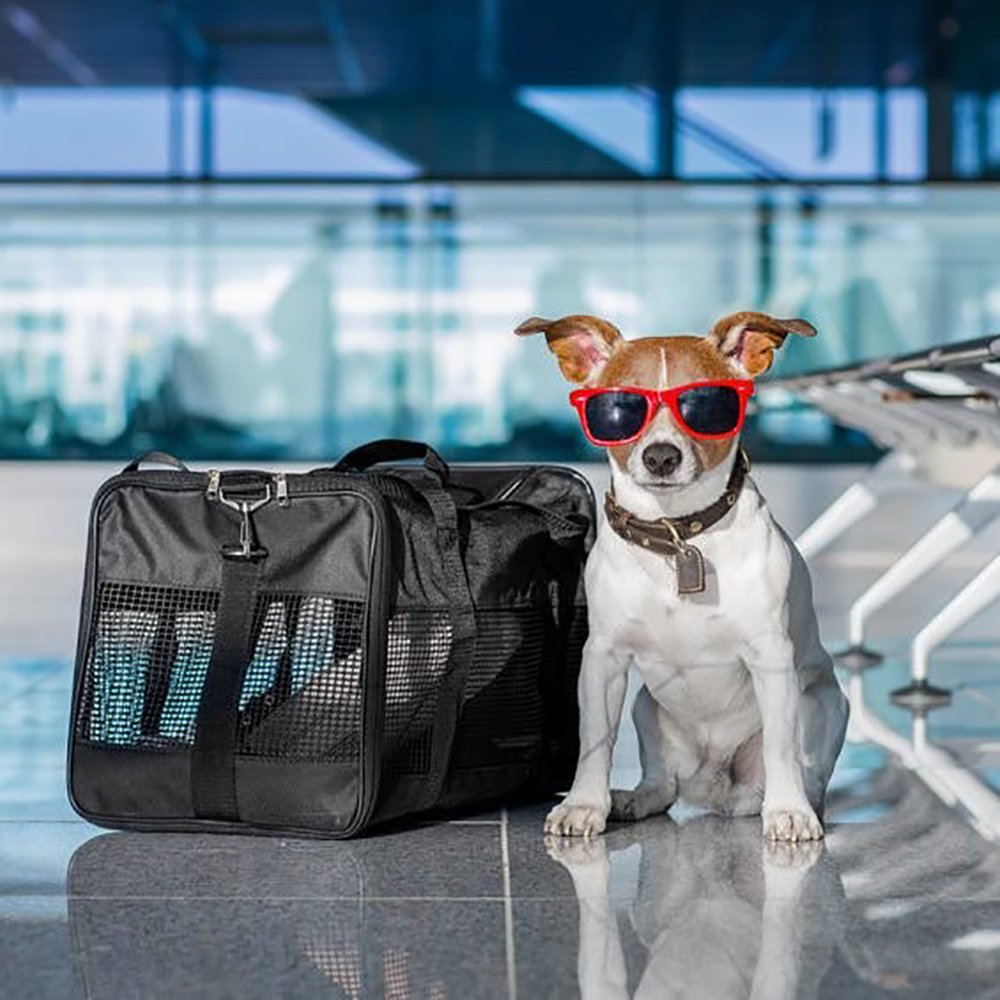 Best Rottweilers - Our many services empower our DKV Rottweiler brand.