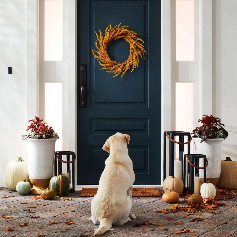 Best Rottweilers - Our many services empower our DKV Rottweiler brand.