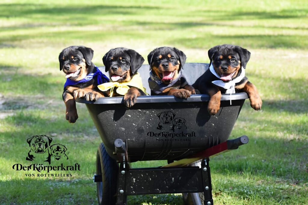 Best Rottweilers - DKV Rottweilers - German Rottweiler Puppies For Sale - DKV Rottweilers Reviews - Rottweiler Image 16 Best German Rottweiler Puppies for Sale From DKV Rottweilers