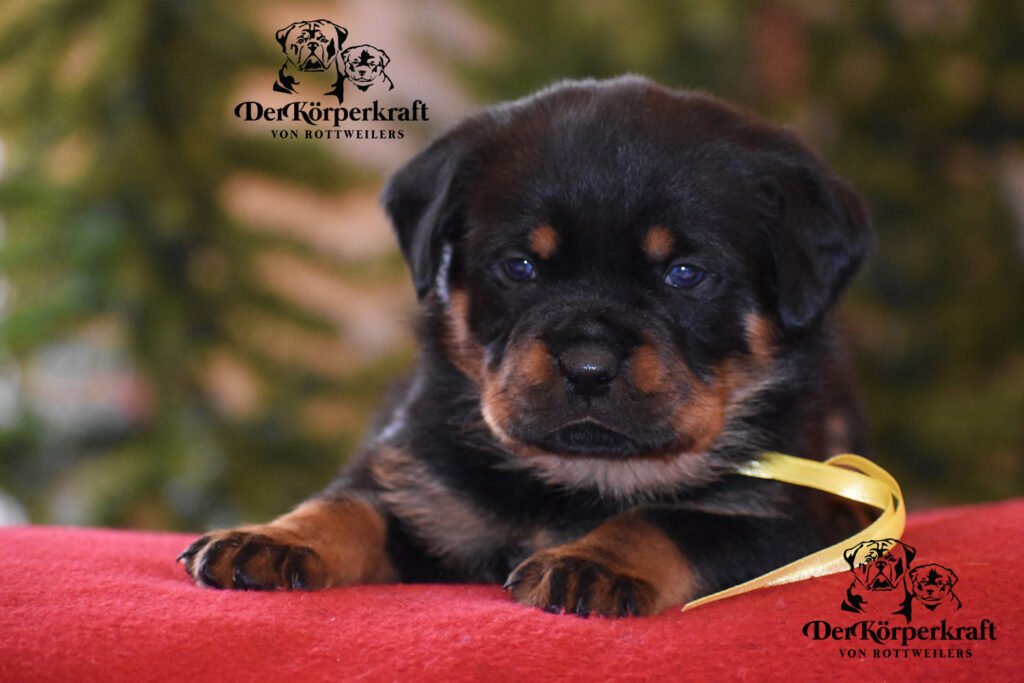 Show quality vs pet quality Rottweilers explained by a professional breeder. Learn what the labels really mean common myths and why pet quality is misunderstood.