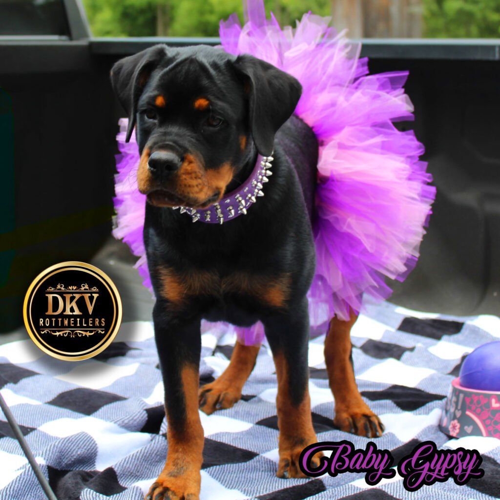 Rottweiler Blog - Topic reflect lessons learned through years of responsibility mistakes success and long-term commitment to the Rottweiler breed.