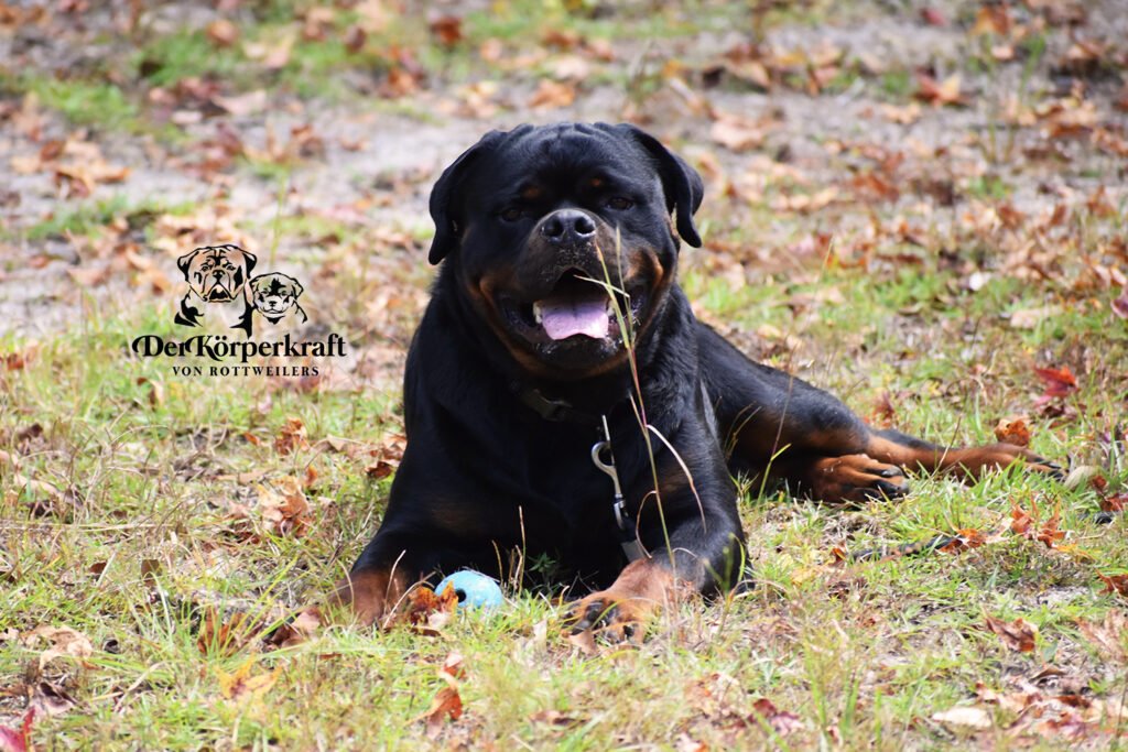 If you are looking for honest information about Rottweilers backed by decades of hands on experience rather than internet myths you are in the right place.