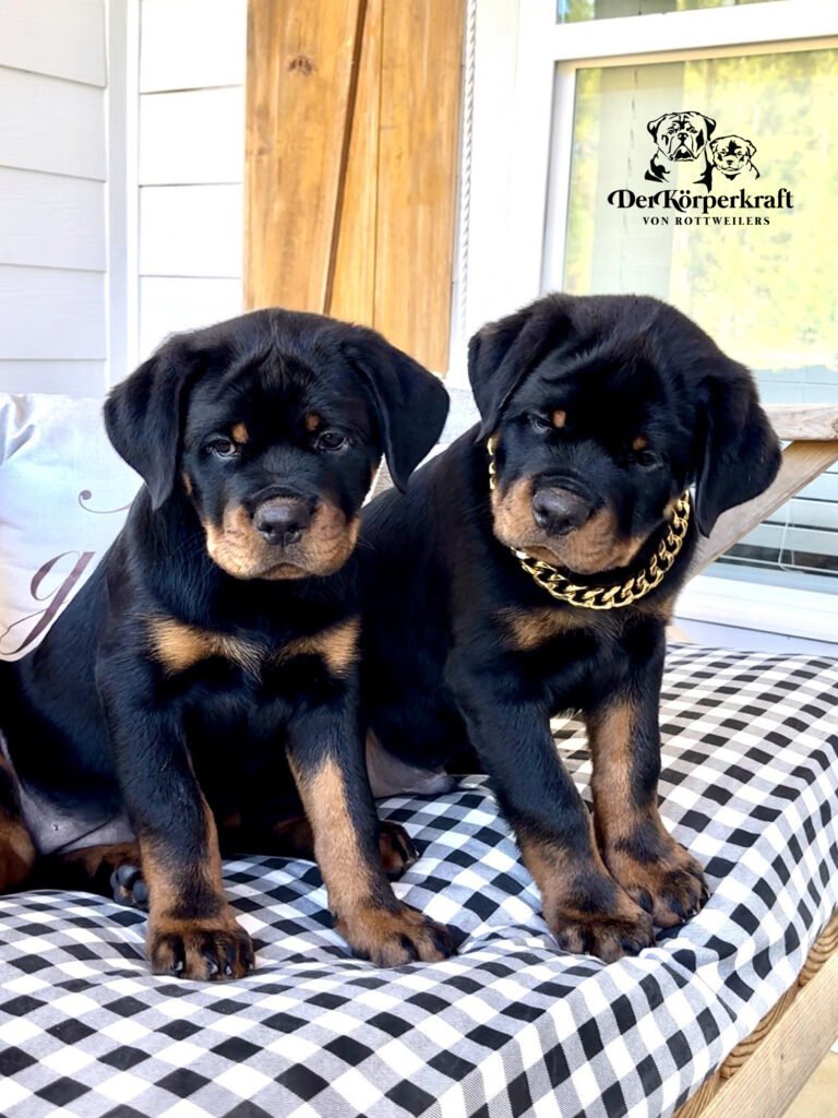 Rottweiler Blog - Topic reflect lessons learned through years of responsibility mistakes success and long-term commitment to the Rottweiler breed.