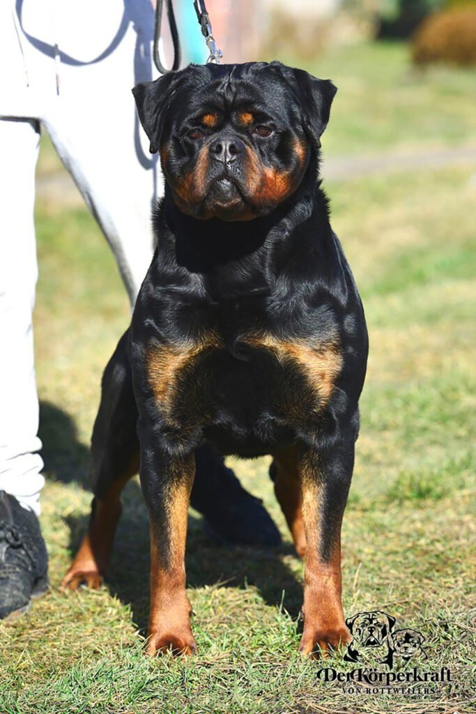 Best Rottweilers - DKV Rottweilers - German Rottweiler Puppies For Sale - DKV Rottweilers Reviews - Rottweiler Image 57 For over 30 years DKV Rottweilers have been the gold standard for the best Rottweilers in the United States