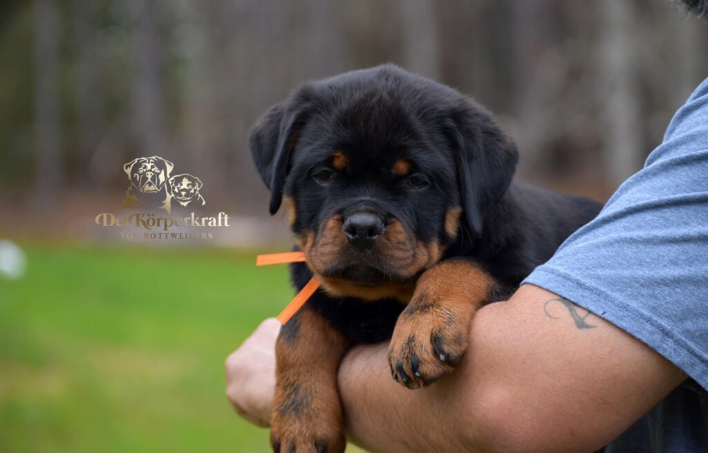 Receive information on our Rottweilers for sale by completing DKV Rottweilers buyer questionnaire first.