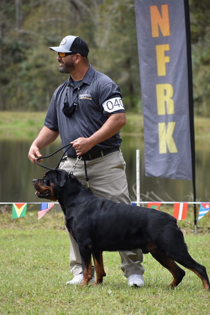 Proven German Rottweilers Selected for Health Temperament and Conformation