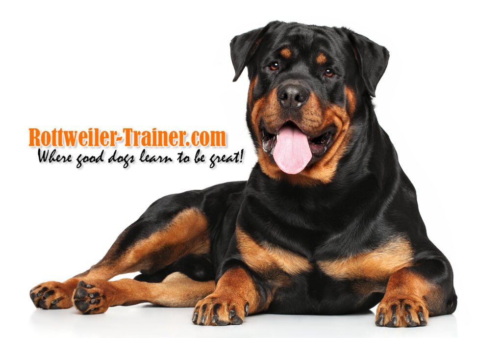 Best-Rottweilers-DKV-Rottweilers-German-Rottweiler-Puppies-For-Sale-DKV-Rottweilers-Reviews-Rottweiler-Trainer