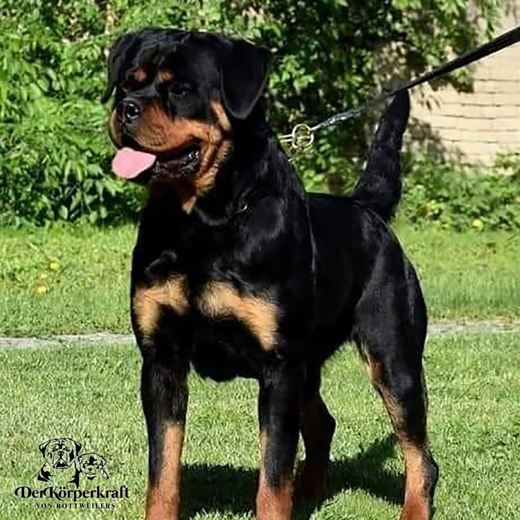 Best Rottweilers - DKV Rottweilers - German Rottweiler Puppies For Sale - Dina Von Junipera Proven German Rottweilers Selected for Health Temperament and Conformation