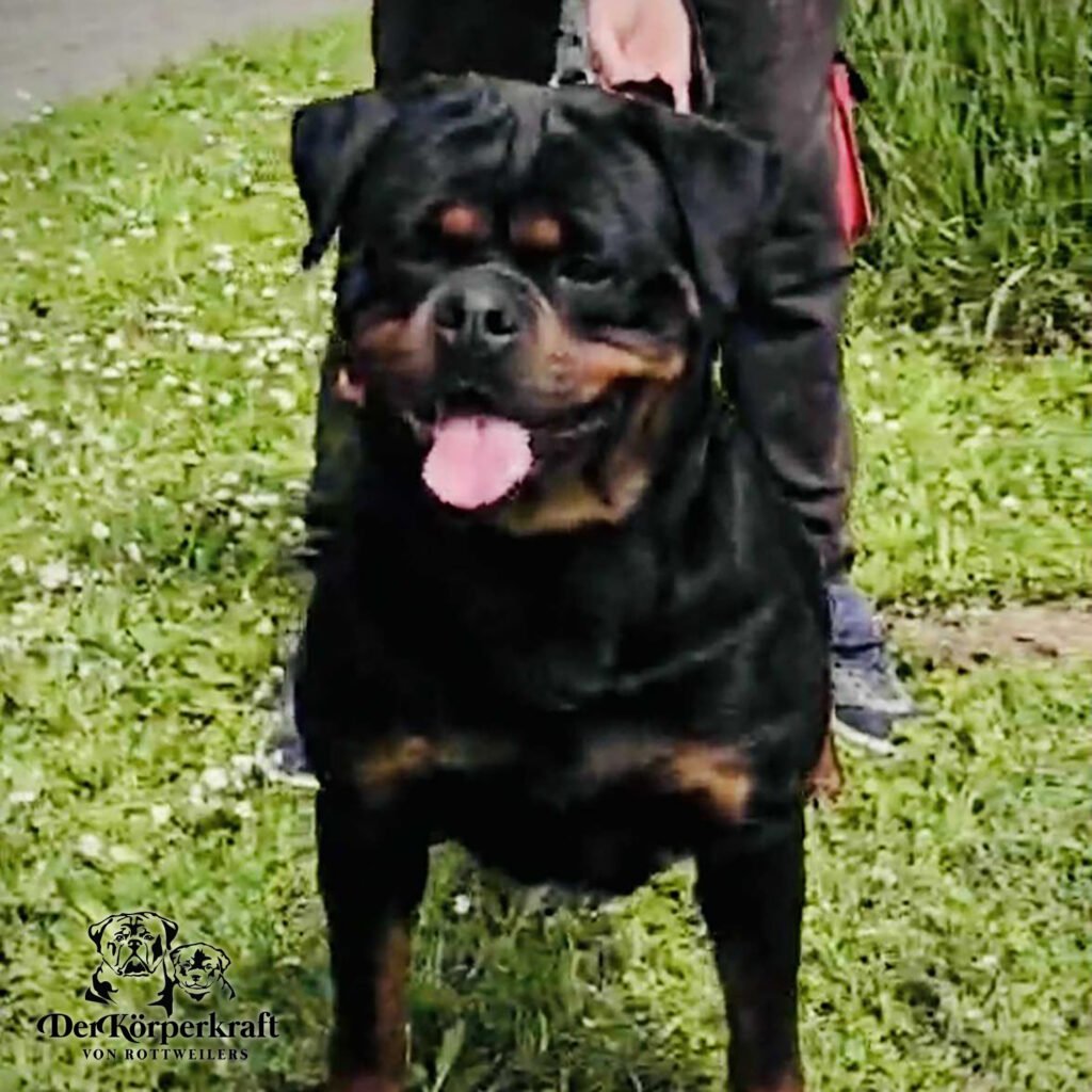 Best Rottweilers - DKV Rottweilers - German Rottweiler Puppies For Sale - Dzejmica Vom Haus Drazic Proven German Rottweilers Selected for Health Temperament and Conformation
