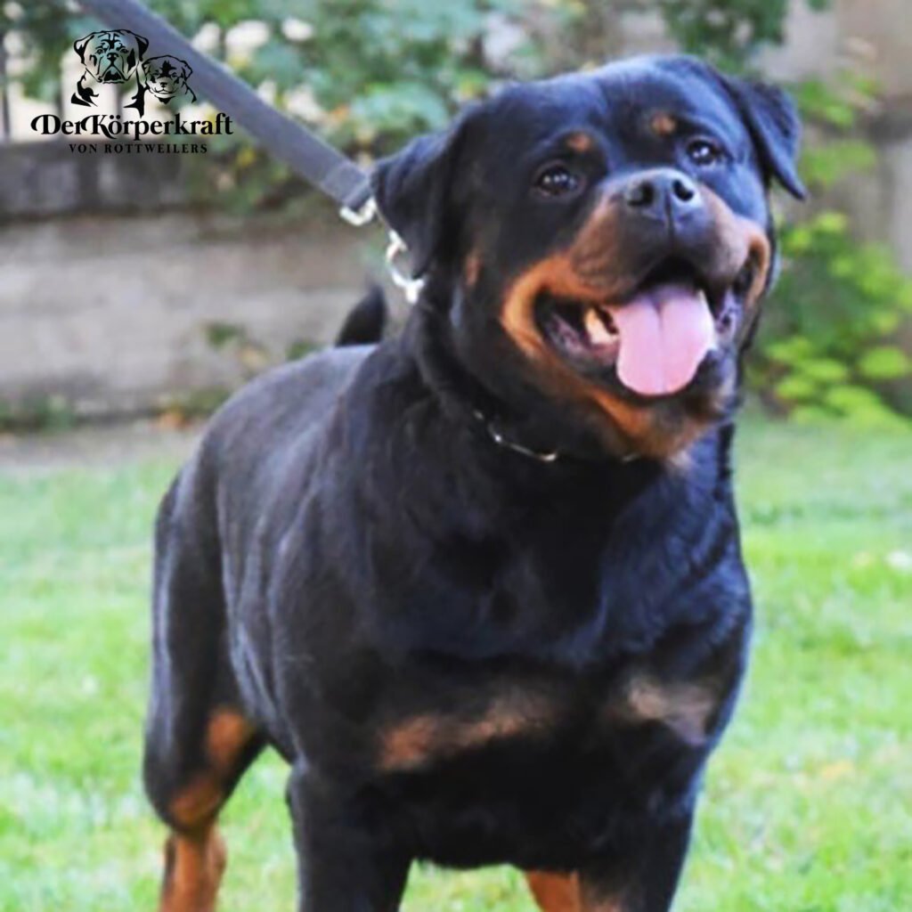 Best Rottweilers - DKV Rottweilers - German Rottweiler Puppies For Sale - Esmee Von Junipera Proven German Rottweilers Selected for Health Temperament and Conformation