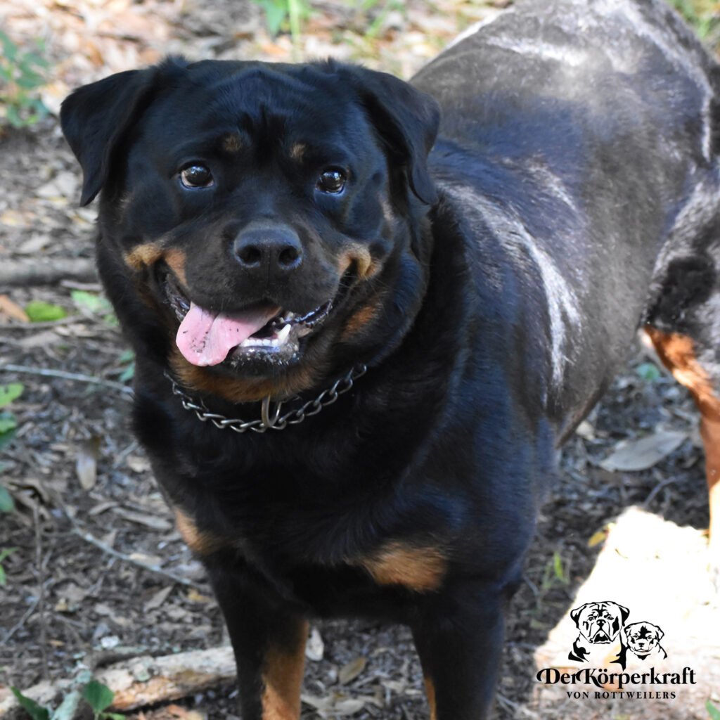Best Rottweilers - DKV Rottweilers - German Rottweiler Puppies For Sale - Freaka Von Der Korperkraft Proven German Rottweilers Selected for Health Temperament and Conformation