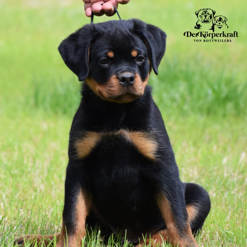 Best Rottweilers - DKV Rottweilers - German Rottweiler Puppies For Sale - Heineken Von Der Korperkraft Proven German Rottweilers Selected for Health Temperament and Conformation