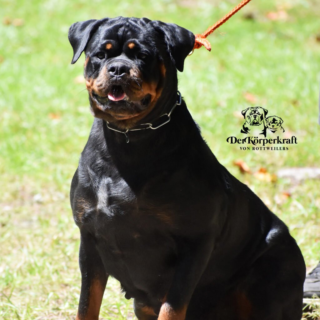 Best Rottweilers - DKV Rottweilers - German Rottweiler Puppies For Sale - Kalua Kai Von Der Korperkraft Proven German Rottweilers Selected for Health Temperament and Conformation