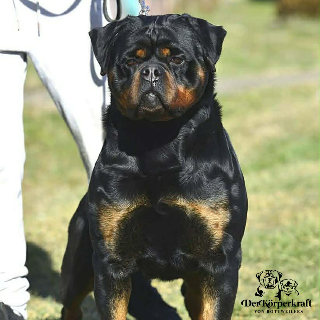 Best Rottweilers - DKV Rottweilers - German Rottweiler Puppies For Sale - Knedla V Haus Drazic Proven German Rottweilers Selected for Health Temperament and Conformation
