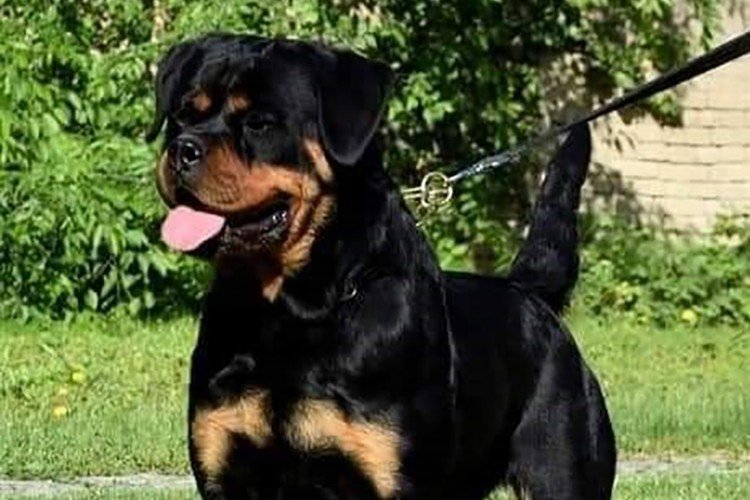 Best-Rottweilers-DKV-Rottweilers-German-Rottweiler-Puppies-For-Sale-Litter-Dina-Von-Junipera
