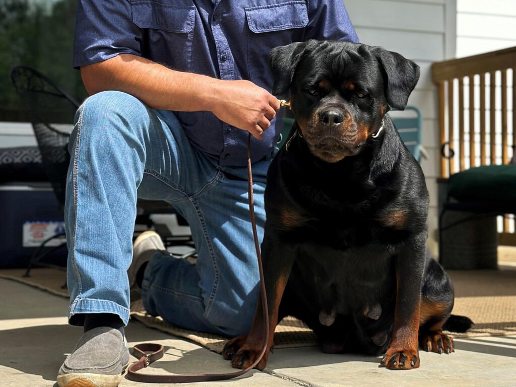 Best-Rottweilers-DKV-Rottweilers-German-Rottweiler-Puppies-For-Sale-Litter-Herra-Kick-Power-2