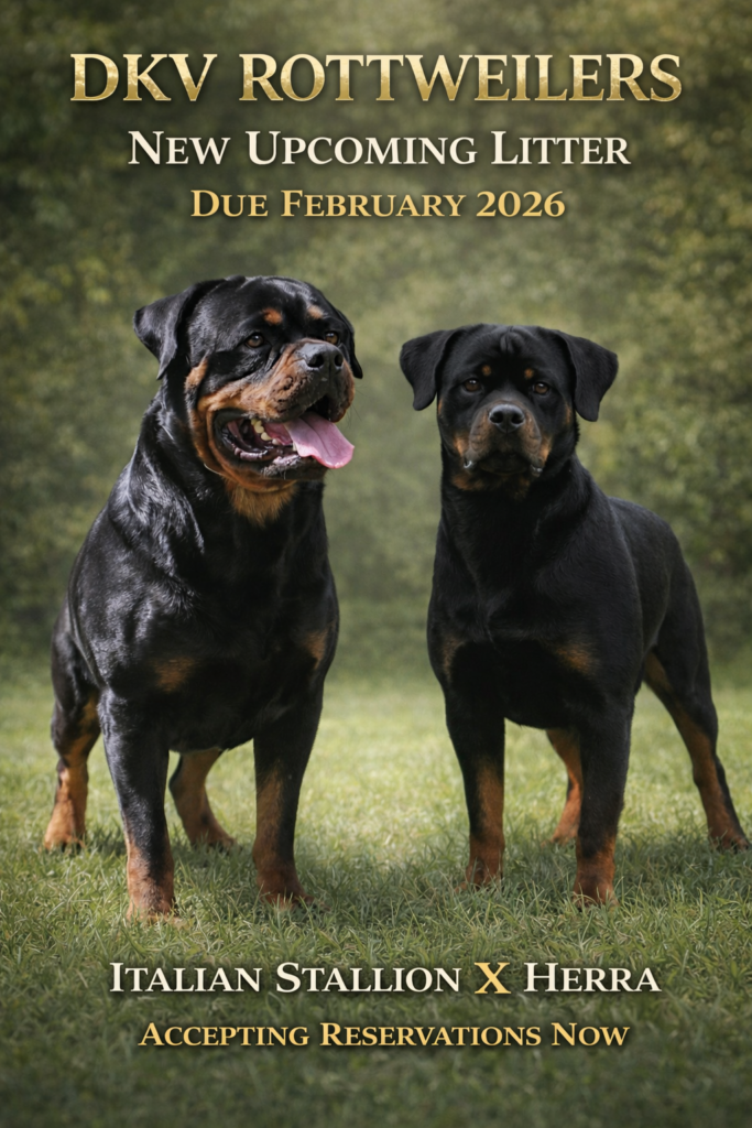 Best Rottweilers - DKV Rottweilers - German Rottweiler Puppies For Sale - Litter - Italian Stallion Von Der Korperkraft - Herra Kick Power - 2 Best-Rottweilers-DKV-Rottweilers-German-Rottweiler-Puppies-For-Sale-Litter-Italian-Stallion-Von-Der-Korperkraft-Herra-Kick-Power-2