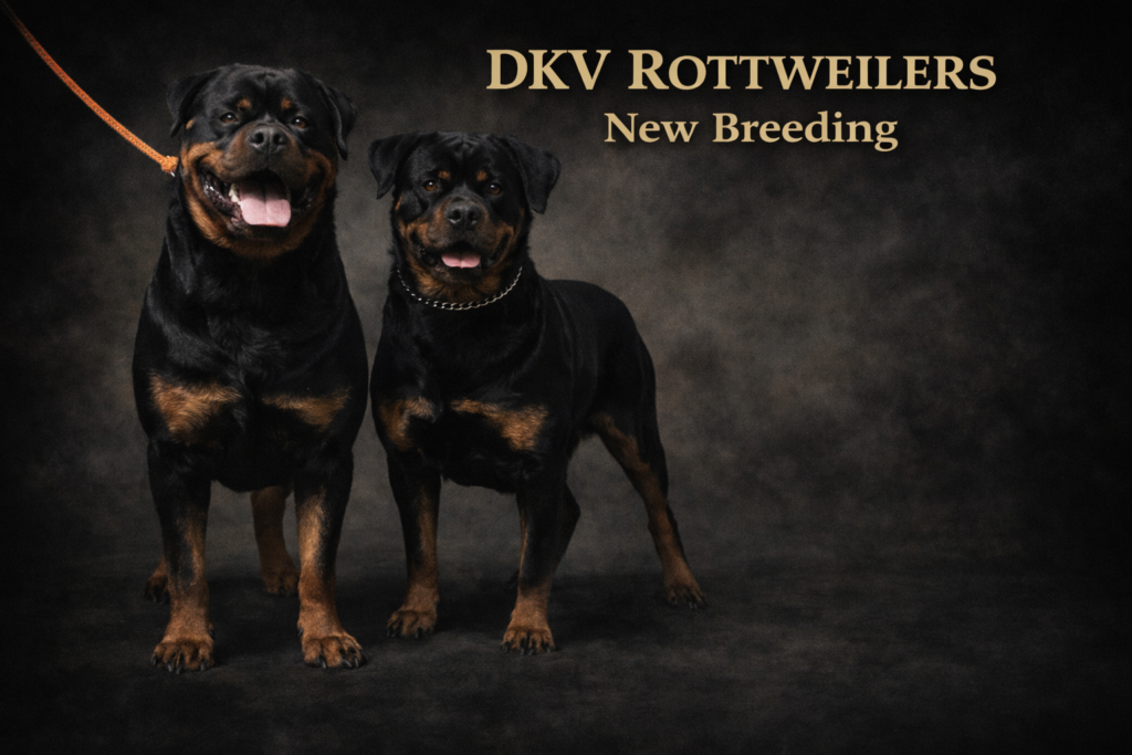 Best Rottweilers - DKV Rottweilers - German Rottweiler Puppies For Sale - Litter - John Wick Von Der Korperkraft - Freaka Von Der Korperkraft Best-Rottweilers-DKV-Rottweilers-German-Rottweiler-Puppies-For-Sale-Litter-John-Wick-Von-Der-Korperkraft-Freaka-Von-Der-Korperkraft