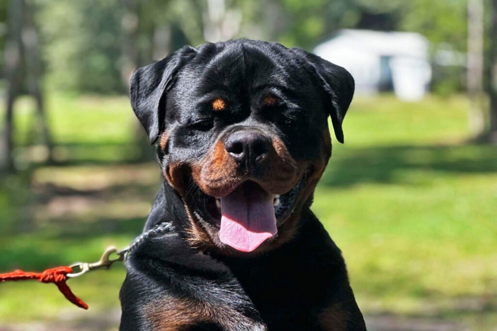 Best-Rottweilers-DKV-Rottweilers-German-Rottweiler-Puppies-For-Sale-Litter-Virtus-Von-Der-Korperkraft