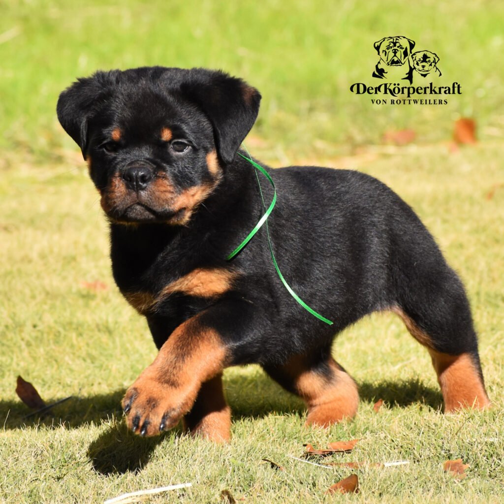 Best Rottweilers - DKV Rottweilers - German Rottweiler Puppies For Sale - Monaco Von Der Korperkraft Proven German Rottweilers Selected for Health Temperament and Conformation