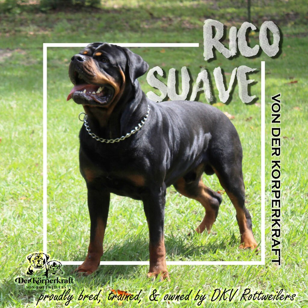 Best Rottweilers - DKV Rottweilers - German Rottweiler Puppies For Sale - Rico Suave Von Der Korperkraft Proven German Rottweilers Selected for Health Temperament and Conformation