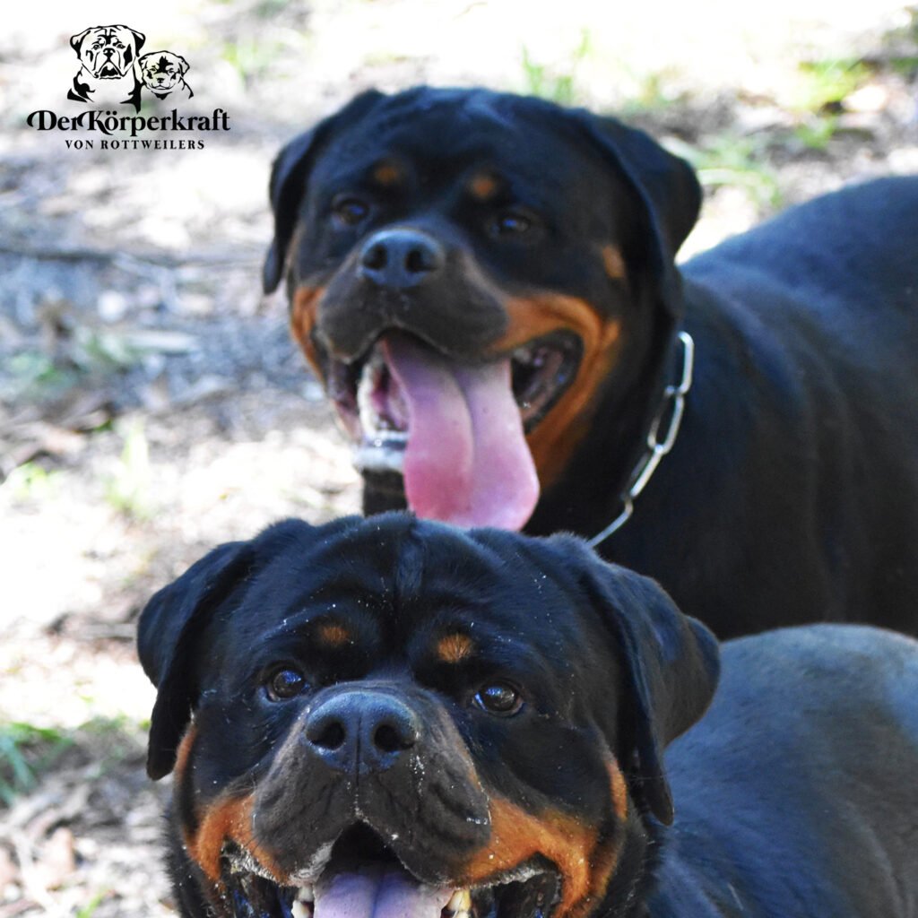Best Rottweilers - DKV Rottweilers - German Rottweiler Puppies For Sale - Rizzo Von Der Korperkraft Proven German Rottweilers Selected for Health Temperament and Conformation