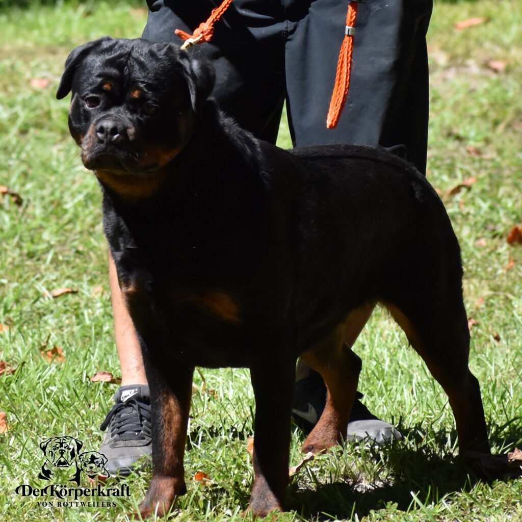 Best Rottweilers - DKV Rottweilers - German Rottweiler Puppies For Sale - Rumi Von Der Korperkraft Proven German Rottweilers Selected for Health Temperament and Conformation