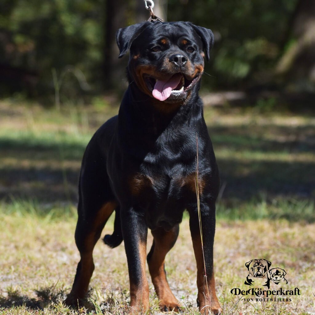 Best Rottweilers - DKV Rottweilers - German Rottweiler Puppies For Sale - Sophie Von Der Ava-Forst Proven German Rottweilers Selected for Health Temperament and Conformation