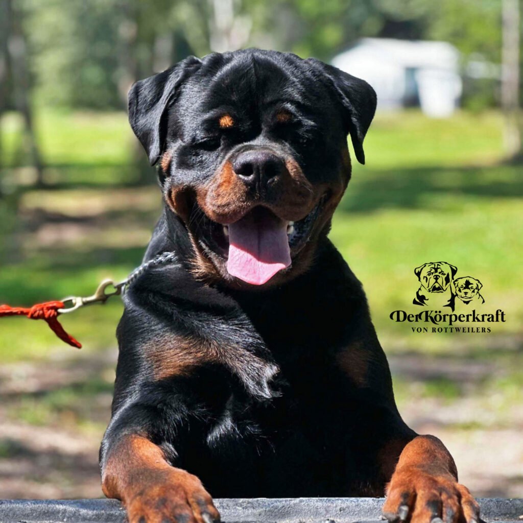 Best Rottweilers - DKV Rottweilers - German Rottweiler Puppies For Sale - Virtus Von Der Korperkraft Proven German Rottweilers Selected for Health Temperament and Conformation