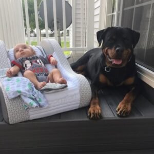 DKV Rottweilers Reviews - Alexis Broehl 1 Trusted DKV Rottweilers Five Star Reviews and Testimonials
