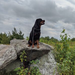 DKV Rottweilers Reviews - Ally Kelloway Trusted DKV Rottweilers Five Star Reviews and Testimonials