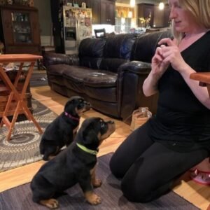 DKV Rottweilers Reviews - Barbara Sadler 2 Trusted DKV Rottweilers Five Star Reviews and Testimonials