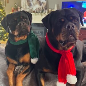 DKV Rottweilers Reviews - Barbara Sadler Trusted DKV Rottweilers Five Star Reviews and Testimonials