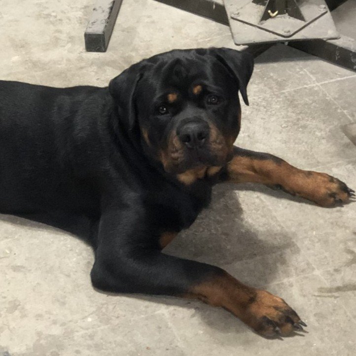 DKV Rottweilers Reviews - Cindi Moser Trusted DKV Rottweilers Five Star Reviews and Testimonials