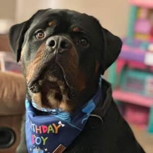 DKV Rottweilers Reviews - Heather Griffin Trusted DKV Rottweilers Five Star Reviews and Testimonials