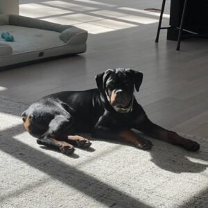DKV Rottweilers Reviews - Jaclyn Dunkle 1 Trusted DKV Rottweilers Five Star Reviews and Testimonials