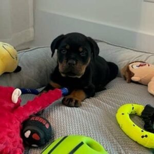 DKV Rottweilers Reviews - Joe and Kristen Huffstetler 2 Trusted DKV Rottweilers Five Star Reviews and Testimonials