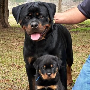 DKV Rottweilers Reviews - Karen Barber Trusted DKV Rottweilers Five Star Reviews and Testimonials