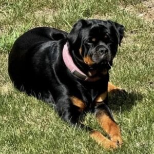 DKV Rottweilers Reviews - Kevin Chaplin 2 Trusted DKV Rottweilers Five Star Reviews and Testimonials
