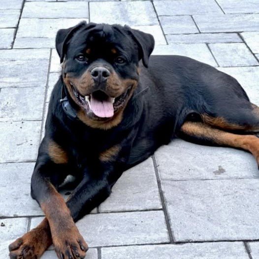 DKV Rottweilers Reviews - Kurt and Paula Dube Trusted DKV Rottweilers Five Star Reviews and Testimonials