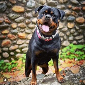 DKV Rottweilers Reviews - Lyndsey Nunez Trusted DKV Rottweilers Five Star Reviews and Testimonials
