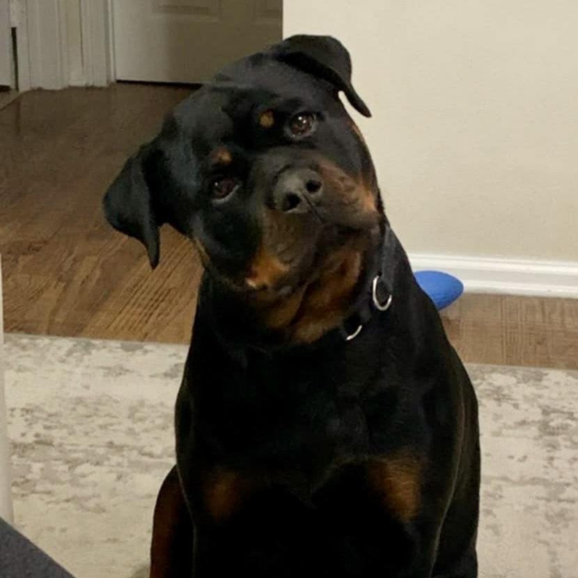 DKV Rottweilers Reviews - Michele and Sean Stainton Trusted DKV Rottweilers Five Star Reviews and Testimonials