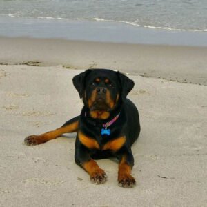DKV Rottweilers Reviews - Mike Jedziniak Trusted DKV Rottweilers Five Star Reviews and Testimonials