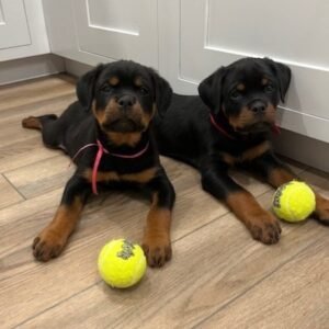 DKV Rottweilers Reviews - Samantha McGuire Trusted DKV Rottweilers Five Star Reviews and Testimonials